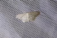 Idaea seriata