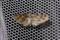 Gymnoscelis rufifasciata