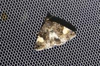 Tyta luctuosa