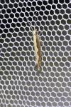 Plutella xylostella