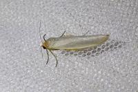 Eilema caniola