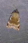 Noctua janthe/janthina
