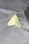 Rhodometra sacraria
