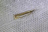 Crambus pascuella