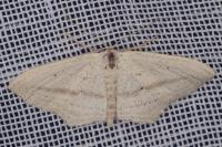 Scopula emutaria