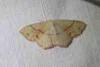 Cyclophora punctaria