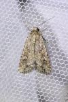 Spodoptera exigua
