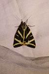 Euplagia quadripunctaria