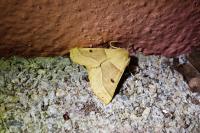 Crocallis elinguaria