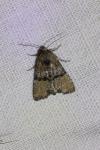 Mesoligia furuncula