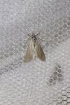 Acentria ephemerella