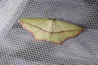 Timandra comae