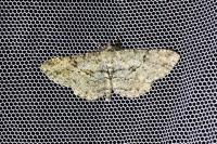 Peribatodes rhomboidaria