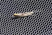 Ypsolopha scabrella