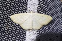 Scopula immutata