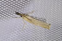 Pediasia contaminella