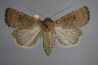 Hoplodrina blanda