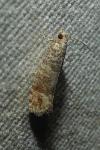 Clavigesta sylvestrana
