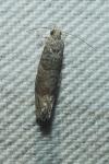 Clavigesta sylvestrana