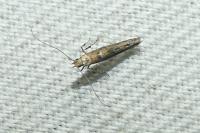 Acrocercops brongniardella