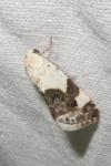 Acontia lucida
