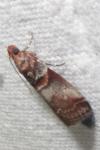 Acrobasis advenella