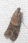Ephestia elutella/woodiella