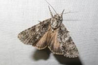 Acronicta rumicis