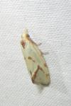 Agapeta hamana