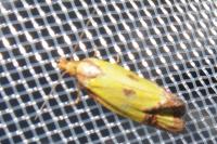 Agapeta zoegana