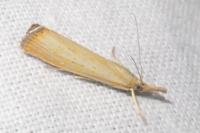Agriphila straminella