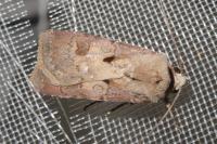 Agrotis exclamationis