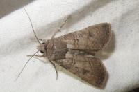 Agrotis segetum