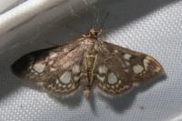 Anania coronata