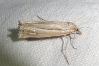 Ancylolomia tentaculella