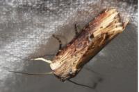 Axylia putris