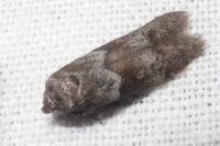 Blastobasis