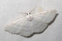 Cabera exanthemata