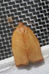 Cacoecimorpha pronubana