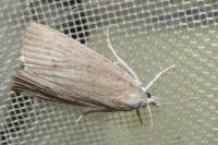 Calamotropha paludella