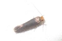 Cephimallota crassiflavella