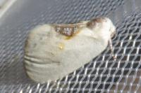 Cilix glaucata/hispanica