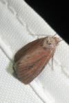 Coenobia rufa