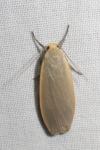 Collita griseola