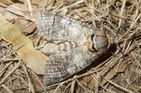 Cossus cossus