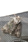 Craniophora ligustri