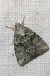 Cryphia algae
