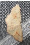 Cyclophora punctaria