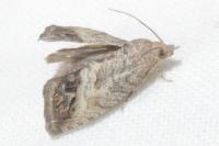 Cydia splendana