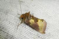 Diachrysia chrysitis